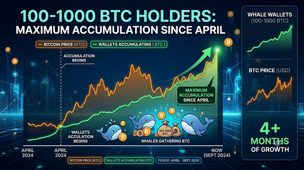 Los tenedores de 100–1.000 BTC registran la mayor acumulación desde abril, con el respaldo de las grandes ballenas